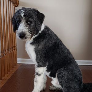 Meet your Posher, Alyse